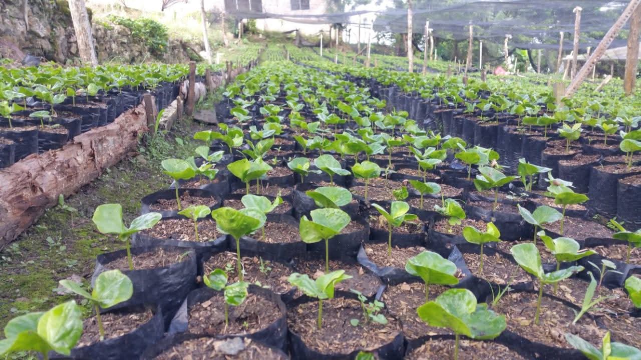 Taller abonos organico